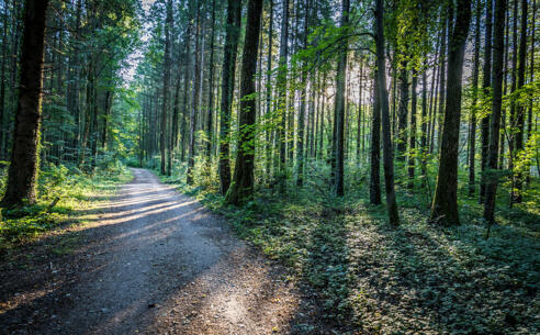 Wanderweg durch die Wälder MArzolls