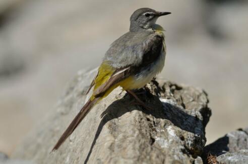 Flora und Fauna im Balderschwanger Tal