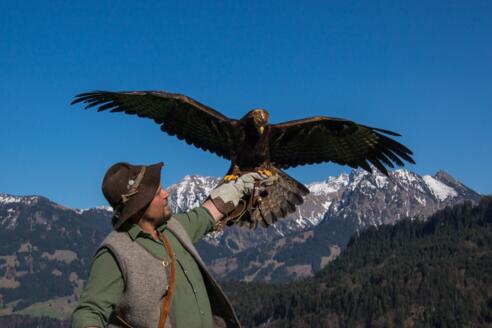 Herr Lohmüller mit einem Steinadler im Alpenwildpark
