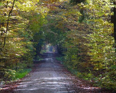 Schöner Weg durch den Wald
