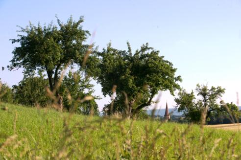 Grüne Wiese, mehrere Bäume und ein strahlend blauer Himmel.