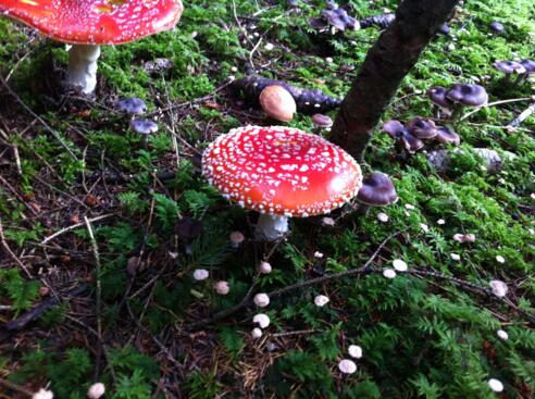 Fliegenpilz im Schweindorfer Wald 