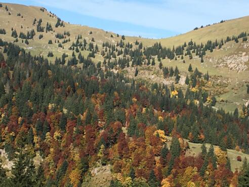 Abstieg vom Siplinger zur Scheidwang