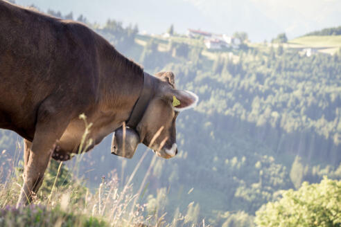 Kuh mit Berghof