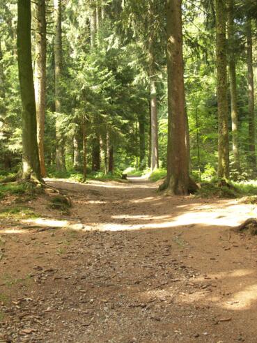 Schöne Waldwege begleiten unseren Weg. 