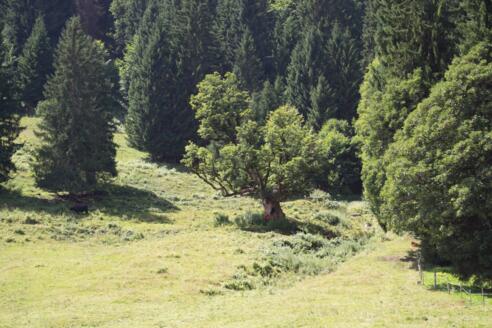 Bergahorn Außerwald