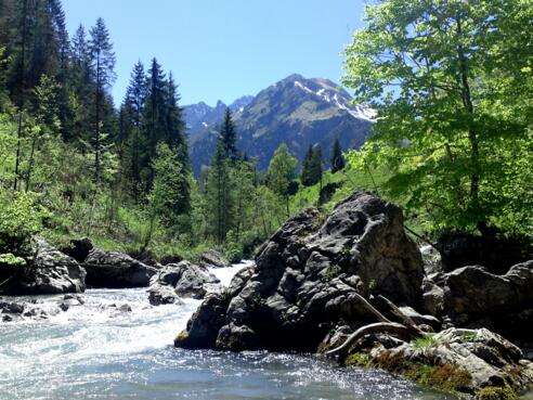 Auwald Breitach