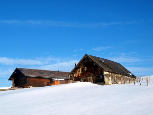 Leitn Alm 1330m