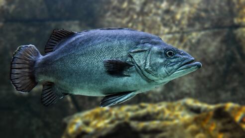 fish-3322230_1920