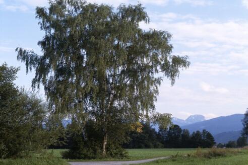 Au Kohlbach