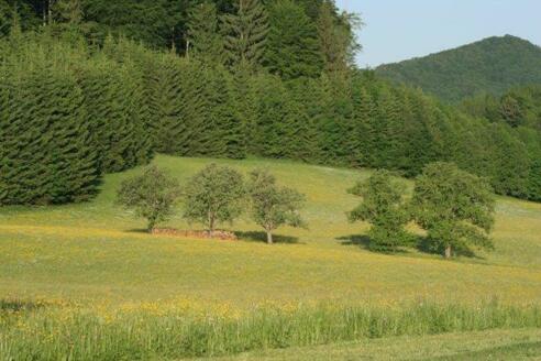 Birnbäume