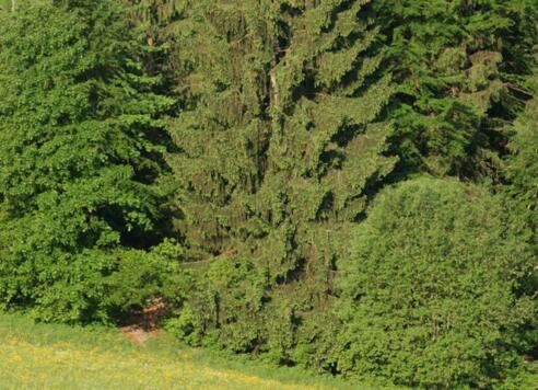 Mischwald
