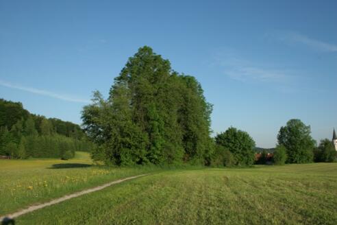 Hecke, Wiese, Weg