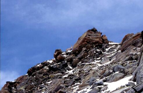 Steinbock am Talggenkopf 3.176m
