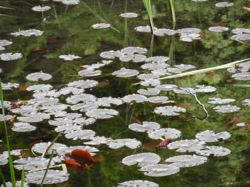 Seerosenteich