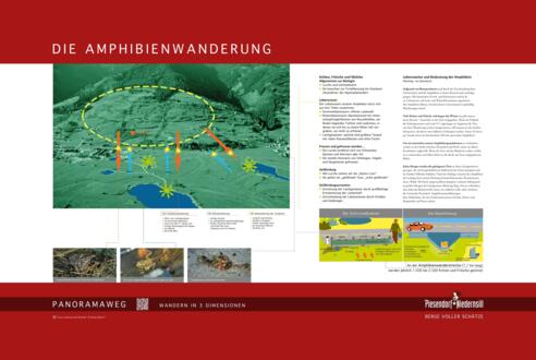 Die Amphibienwanderung