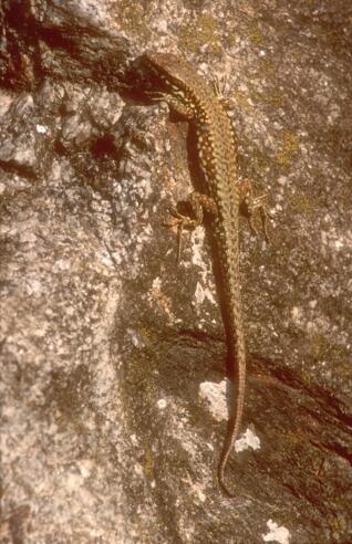 Mauereidechse