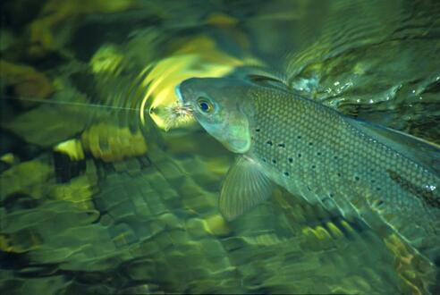 Fischen