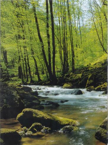Tal des Kleinen Kößlbaches