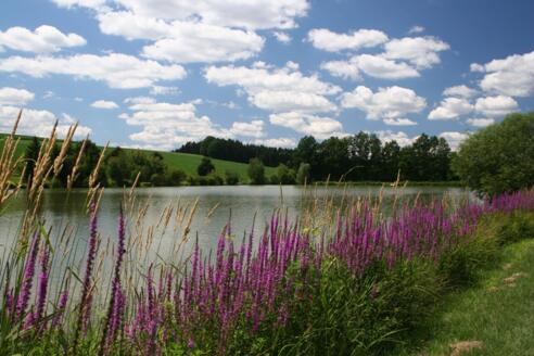 Winterweiher mit Fischereilehrpfad