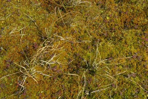 Torfgebiet am Gaisbühel