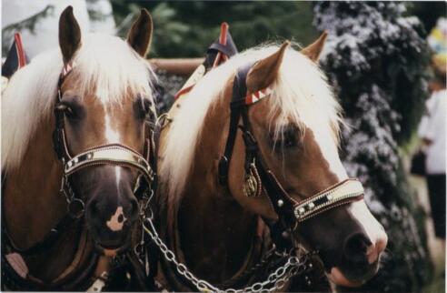 Pferde vom Reitstall Danzerhof.