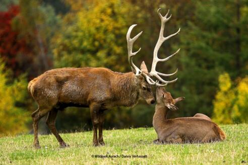 Wildpark Aurach bei Kitzbühel