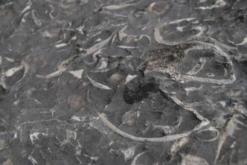 Zeitzeugen aus Stein