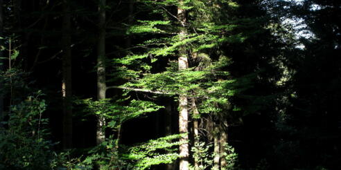 Auf der Forststraße