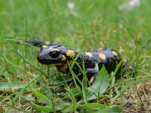 Feuersalamander