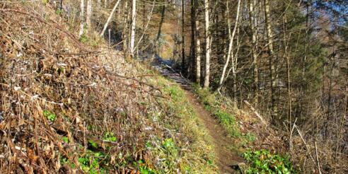 Ein schmaler Pfad führt durch den Wald hinauf und läßt so manchmal dem Blick freie Sicht ...