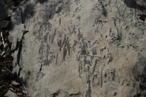 Stacheln von Seeigeln