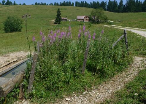 Anlaufalm im Reichraminger Hintergebirge © Nationalpark Kalkalpen