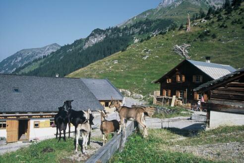 Alpe Ischkarnei