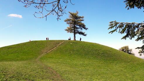 Grillenparz 842m, Gipfellärche