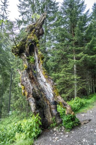 Naturdenkmal Berg-Ahorn