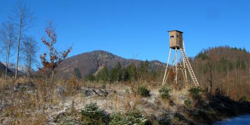 Eine Jagdkanzel erhebt sich vor dem Waldrücken des Wolfsbergs ..