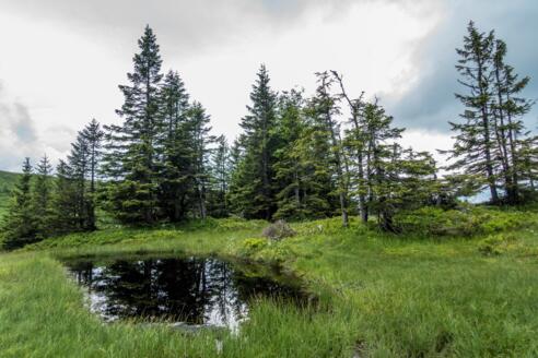 Niedere, Häfenalpgebiet