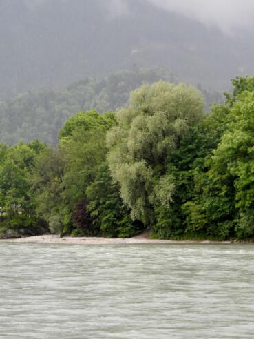 Auwald an der Salzach