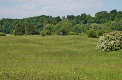 Tuffhügel bei Niederwörth