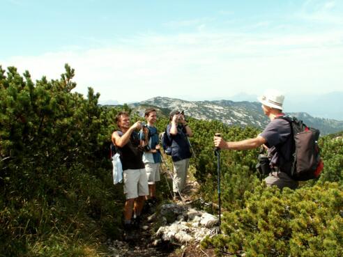 Zurück am Weg über Latschen vom Gamsalmkopf 1886m