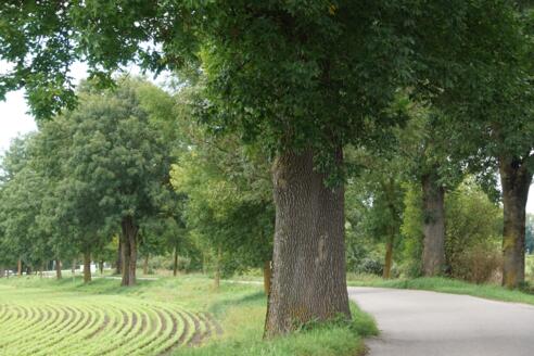 Eschenallee Moosinning/Freieneck