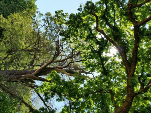 Am Naturschutzgebiet Schwedengraben