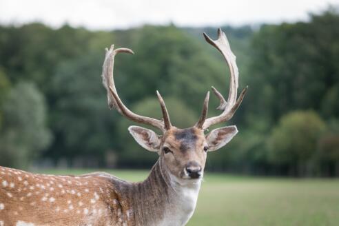 Wildgehege Weingut Behringer
