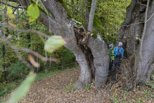 Die Tassilolinde bei Wessobrunn
