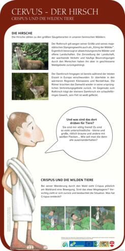 Cervus - Der Hirsch
