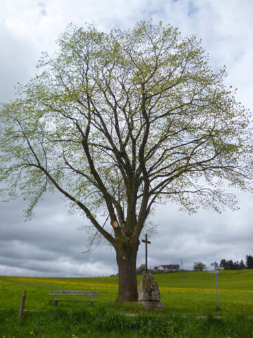 Große, einzeln stehende Eiche wenig nördlich des Weilers Oberlinden - daneben befindet sich eine Bank und ein Wegkreuz.
