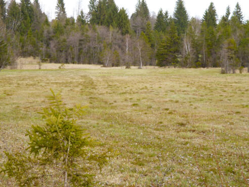 Das idyllische Breitfilz nordöstlich von Schönberg.