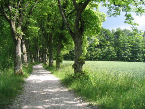 Auf dem König-Ludwig-Weg.