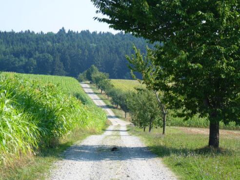 Reiten bei Falkenberg